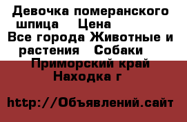 Девочка померанского шпица. › Цена ­ 40 000 - Все города Животные и растения » Собаки   . Приморский край,Находка г.